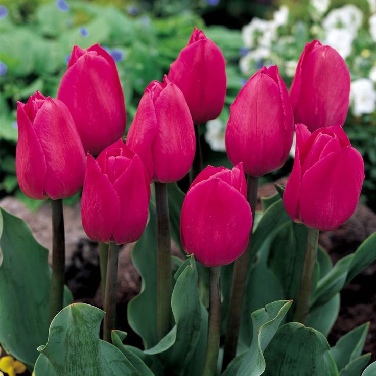 tulipa pink