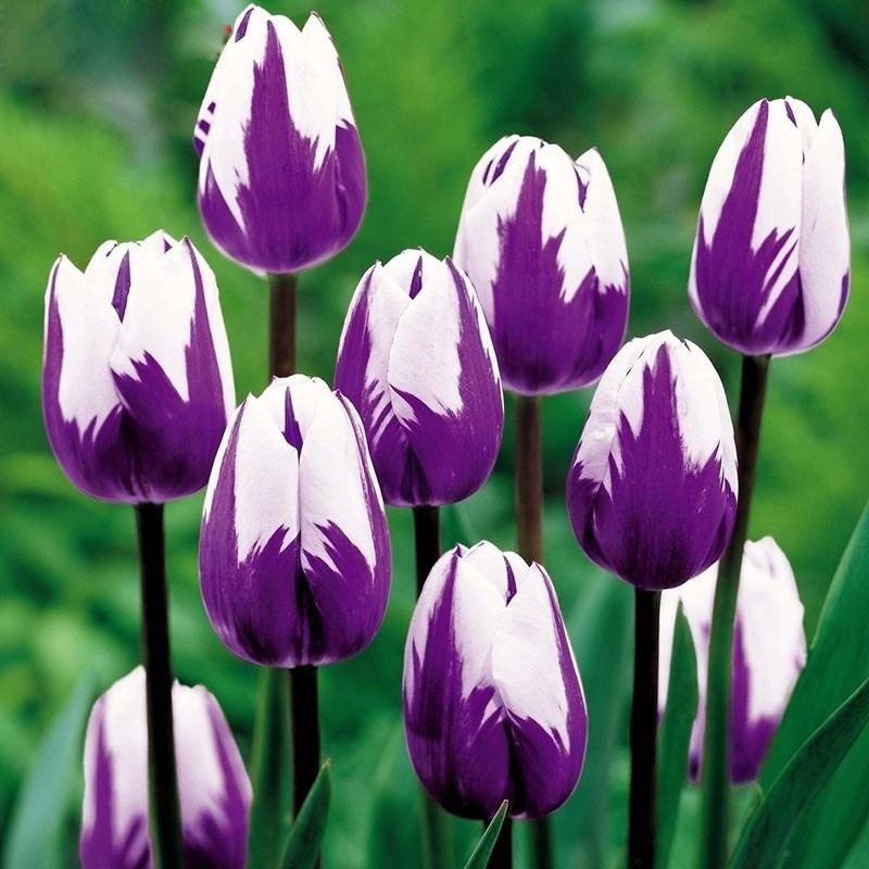 tulipa-roxa