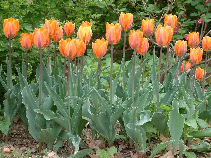 tulipa sp1