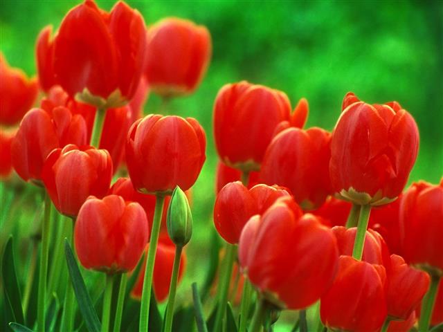 tulipa vermelha