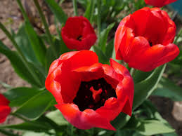 tulipa vermelha