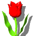 tulipa-vermelha1