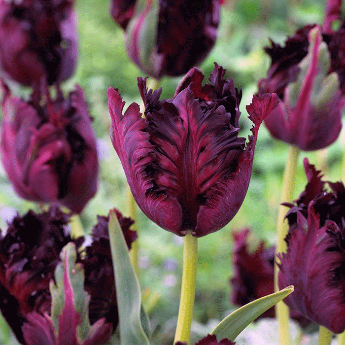 tulipa vinho