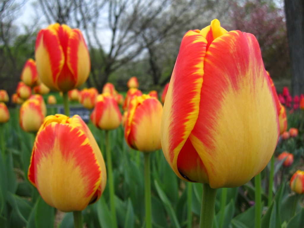 tulipa22