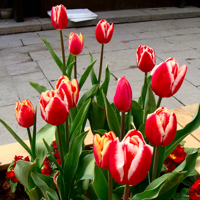 tulipa