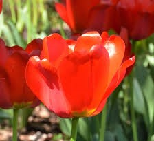 tulipa