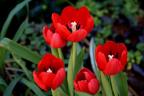 tulipa_3