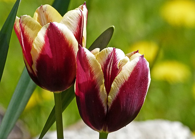 tulipas-1