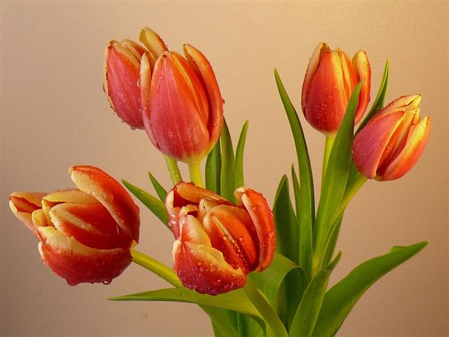 tulipas (Small)