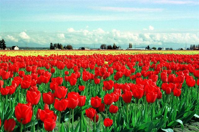 tulipas (Small)