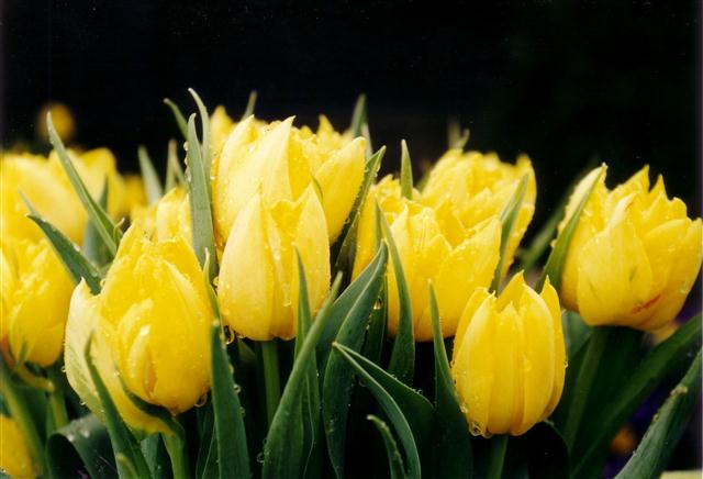 tulipas (Small)