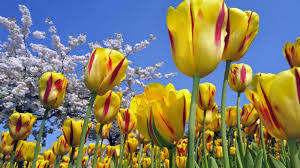 tulipas amarelas