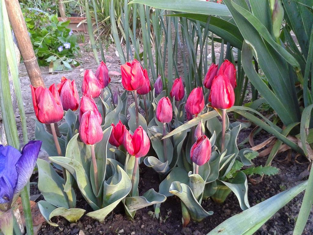 tulipas-espaço