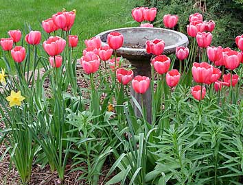 tulipas-rosas