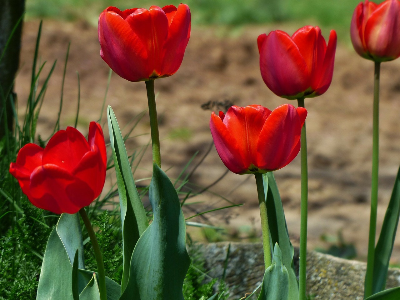 tulipas-vermelhas