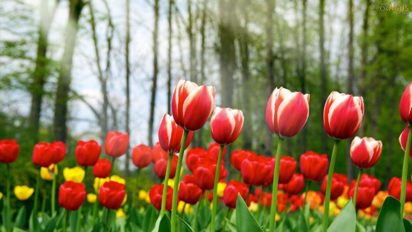 tulipas-vermelhas