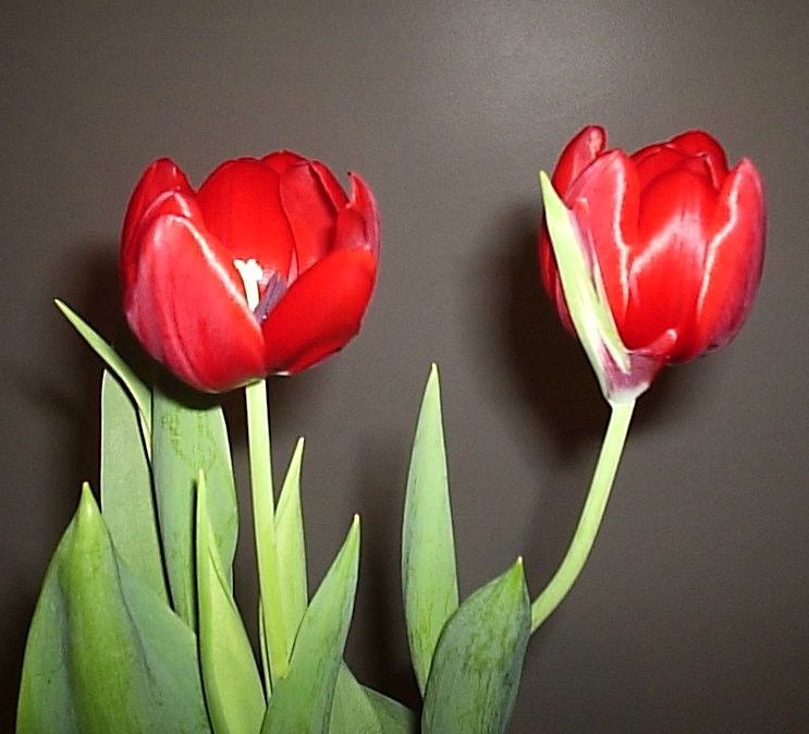 tulipas1