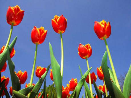 tulipas