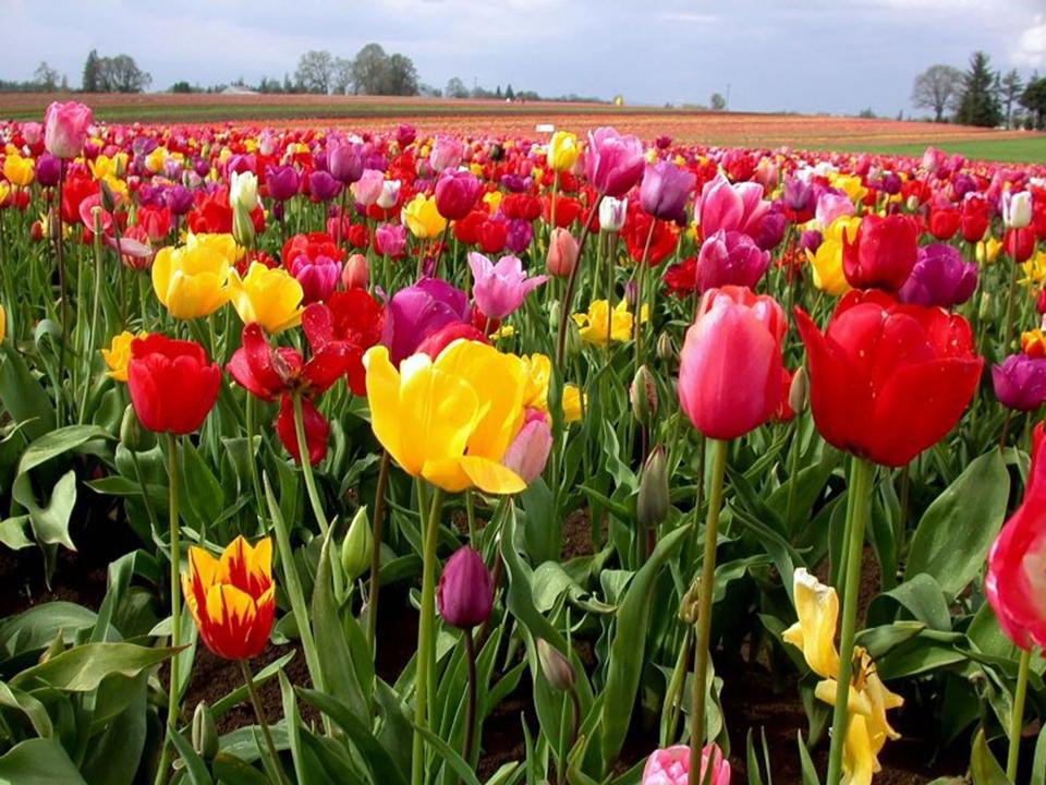 tulipas