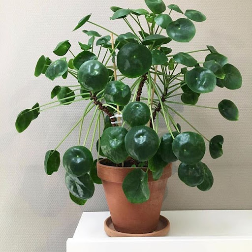 pilea