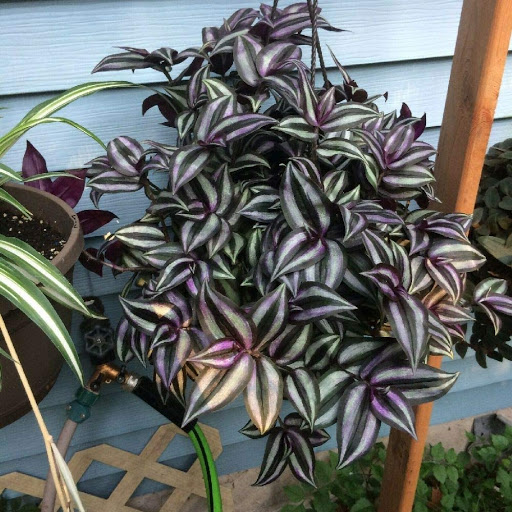 Tradescantia zebrina