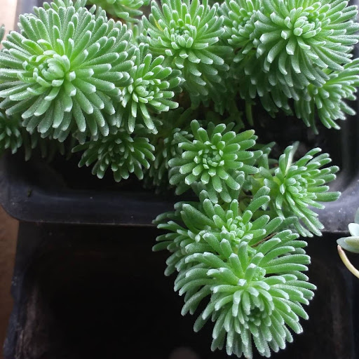 Sedum multiceps 