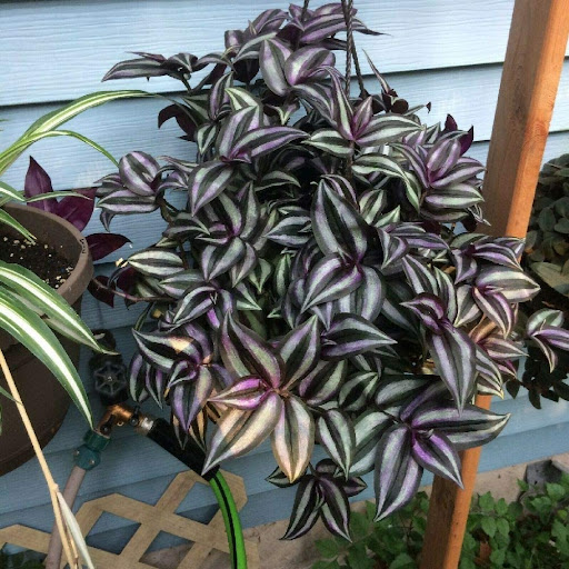 tradescantia zebrina