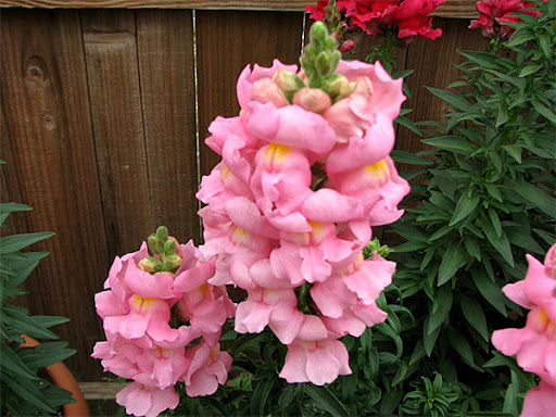  Antirrhinum majus