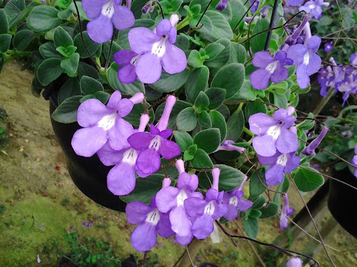 streptocarpus-saxorum