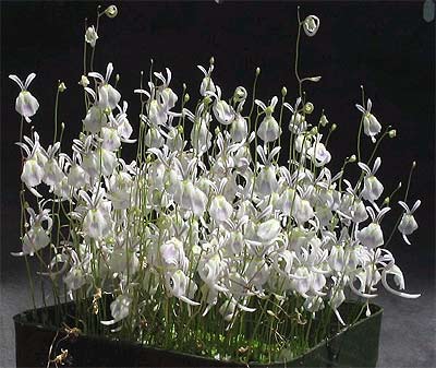 utricularia-1