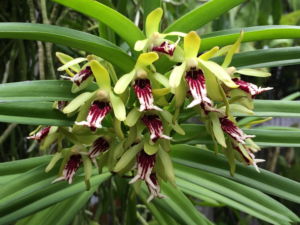 vanda cristata