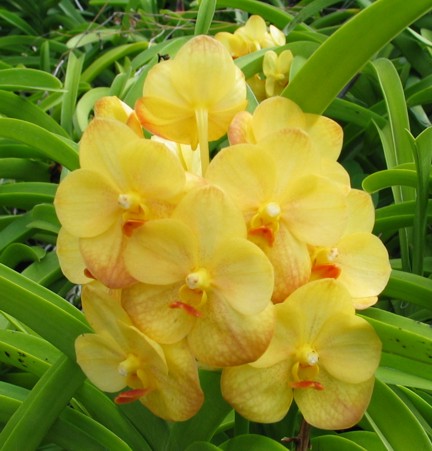 vanda amarela