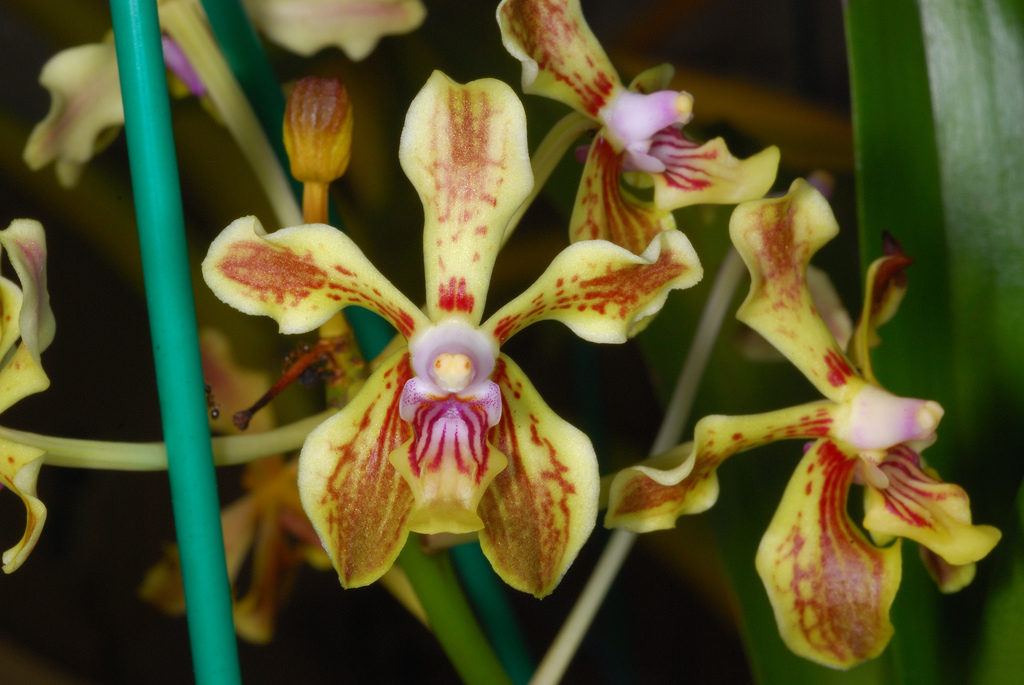 vanda-lamellata