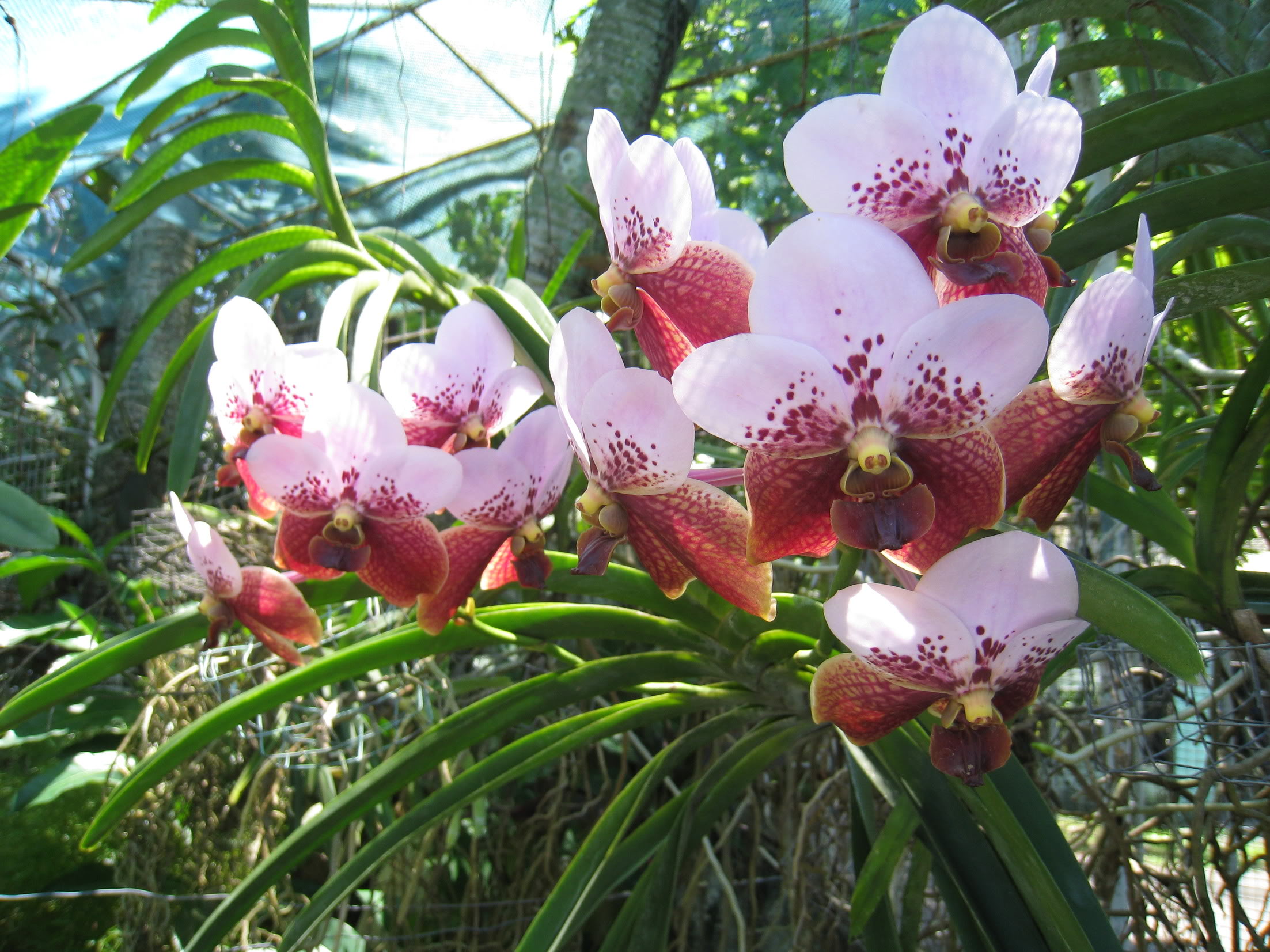 vanda sanderiana