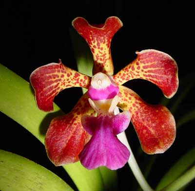 vanda sp