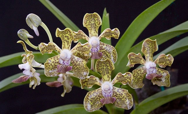 vanda tessalata