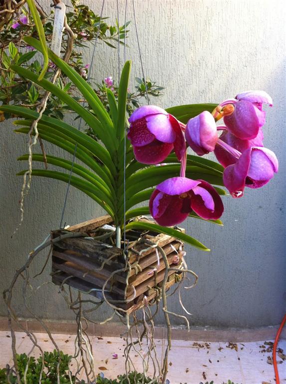 vanda