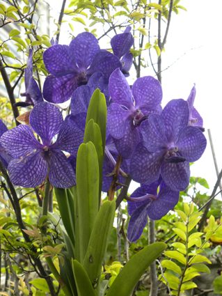 vanda1