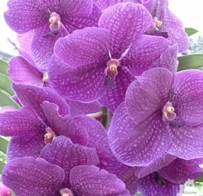 vanda