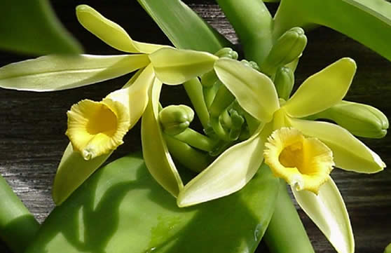 vanilla-planifolia