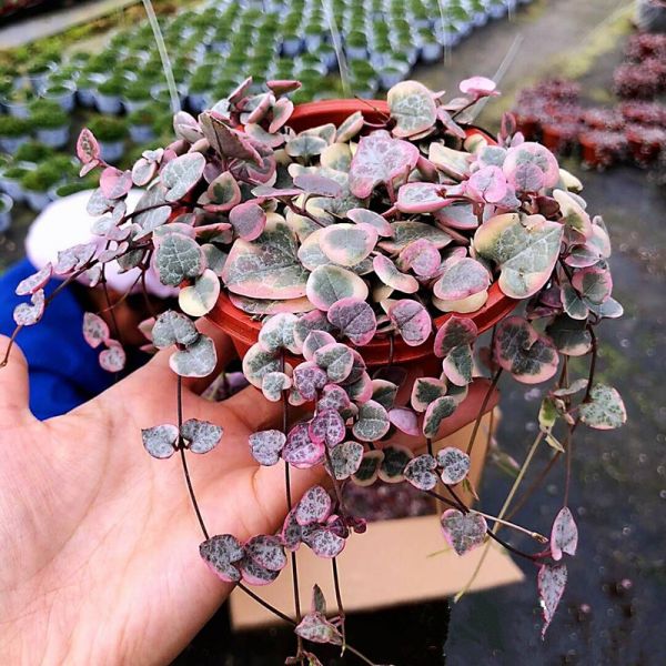 ceropegia_woodii