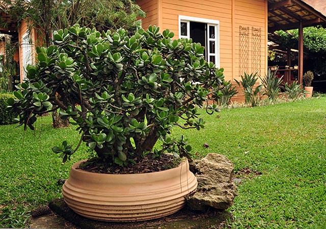 vaso de plantas