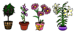 vasos.e florzinhas
