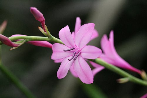 vatisonia