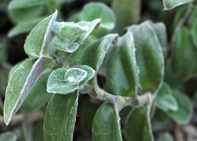 tradescantia-sillamontana