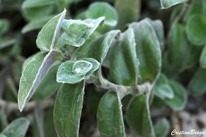 tradescantia-sillamontana