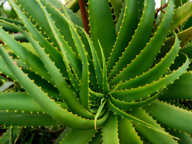 aloe vera