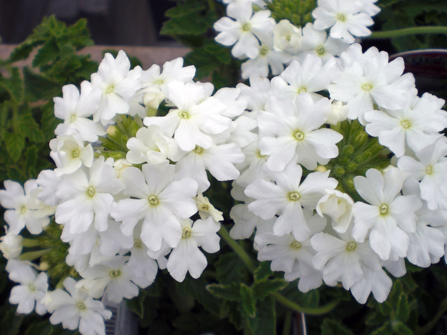 verbena branca