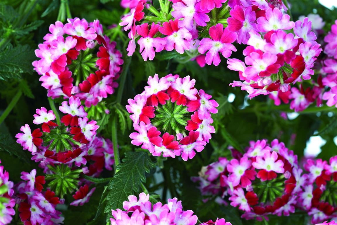 verbena híbrida