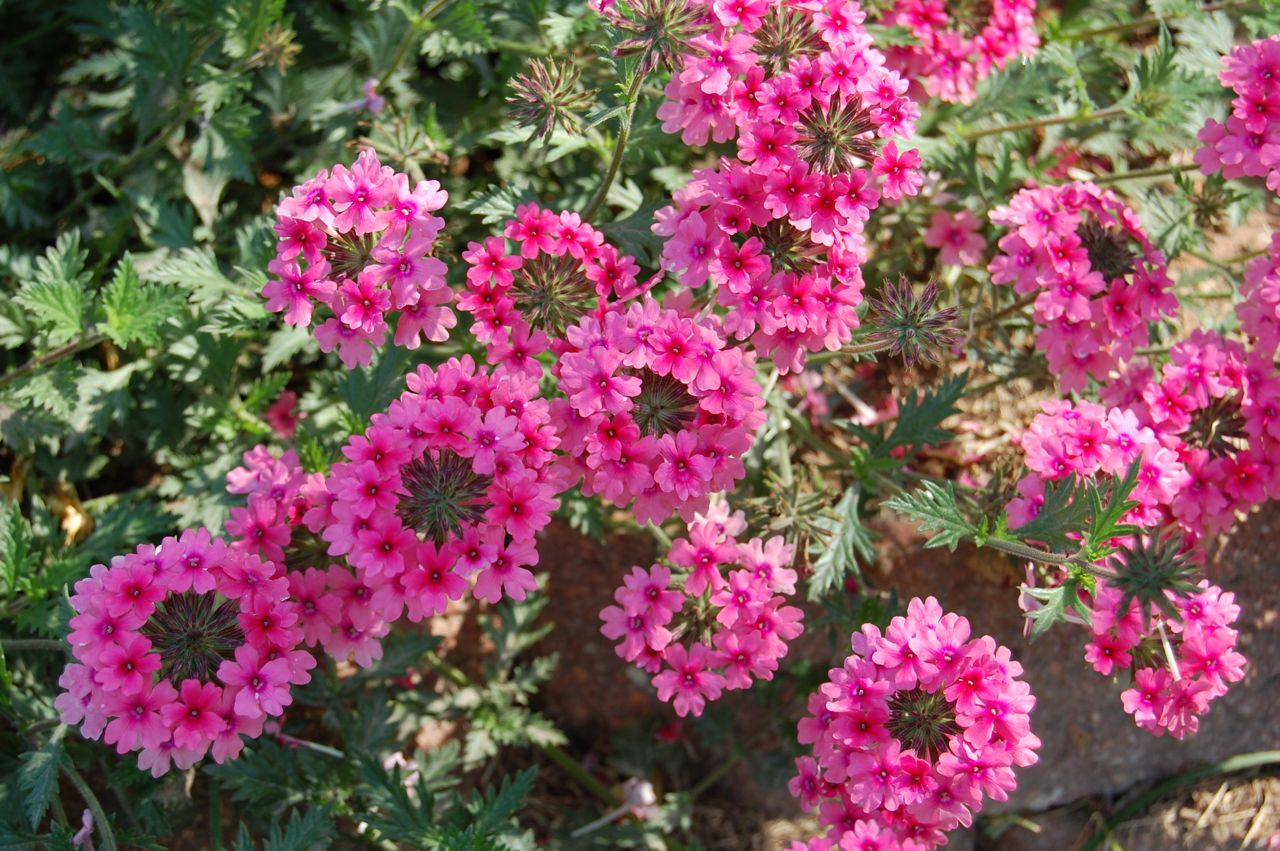 verbena1